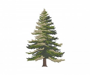 Evergreen Fir Tree Embroidery Design Firstno: Nature Trees Pattern (instant Download) - Etsy