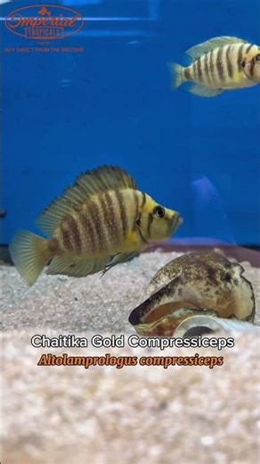 🐟⚡ This Fish Can Swallow Prey Almost Its Own Size! | Chaitika Gold Compressiceps