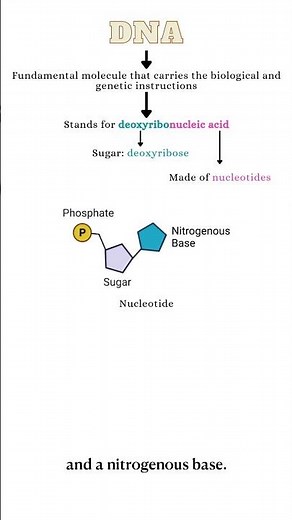DNA | Biology Course