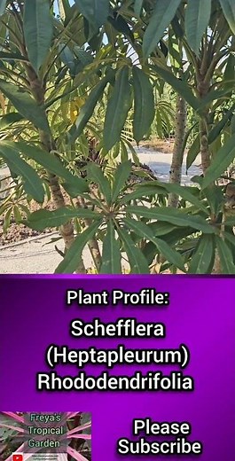 Plant Profile: Schefflera (Heptapleurum) Rhododendrifolia
