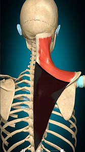 "3D Trapezius Muscle Action | Scapula Rotation Anatomy Explained"