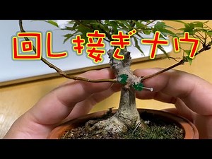 Caring for Kaede（maple）カエデのお手入れ