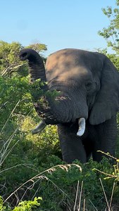 Elephants move with a calm strength, guiding their families across the plains with memory and wisdom. Watching them up close reminds you how connected and intelligent these giants truly are. Join our seamless safaris with Beyond the Wild and experience moments that stay with you long after the journey ends. “𝙎𝙚𝙘𝙪𝙧𝙚 𝙮𝙤𝙪𝙧 𝙪𝙣𝙛𝙤𝙧𝙜𝙚𝙩𝙩𝙖𝙗𝙡𝙚 𝙖𝙙𝙫𝙚𝙣𝙩𝙪𝙧𝙚 𝙩𝙤𝙙𝙖𝙮” 𝙒𝙝𝙖𝙩𝙨𝙖𝙥𝙥 ☎: 𝟐𝟓𝟓𝟕𝟓𝟑𝟎𝟕𝟑𝟓𝟖𝟑 𝙀𝙢𝙖𝙞𝙡 𝙪𝙨 ✉:bookings@beyondthewildexpeditions.com 🌐 𝘸𝘸𝘸