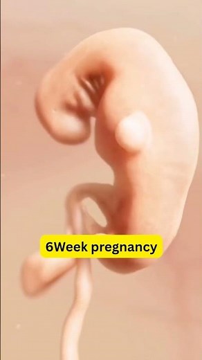 6 Weeks Pregnant: Baby’s Heart Starts Beating! Fetal development week by week