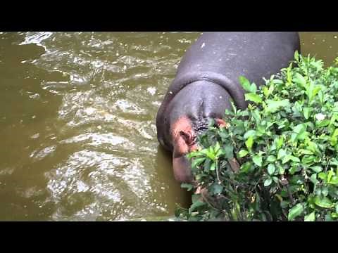 Mexico Chapultepec Zoo Mexico City