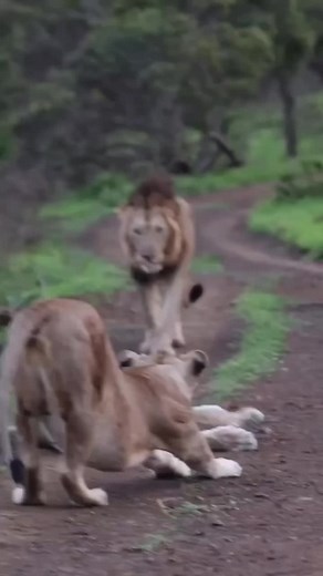 Wildlife_Kenya (@wildlife_kenya)’s videos with original sound - Wildlife_Kenya