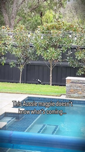 Australian magpie vs Dobermann: backyard security showdown