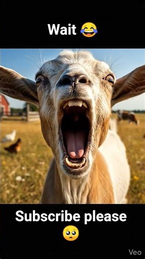 “Goat Screams at Nothing”😂🐐 Comady Animals #viral #animals #comedy #goat