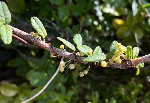 The Prodigious Plant That Can See and Simultaneously Mimic the Leaves of Surrounding Species Without Physical Contact