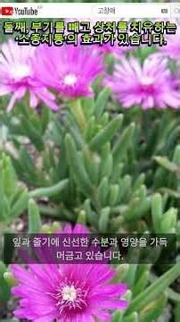 #송엽국 #사철채송화 #송엽국꽃 #다육식물 #반려식물​ #천연소염제 #청열해독 #염증완화 #인후염에좋은 #구강염 #상처치유 #민간요법 #건강정보​ #고창애농원 #고창애