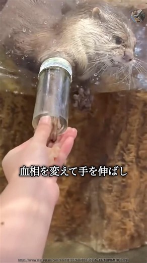 食欲旺盛な【コツメカワウソ】