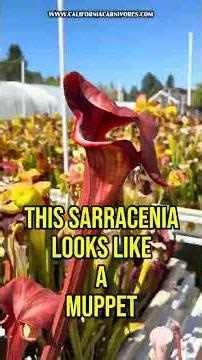 This Sarracenia looks like a muppet