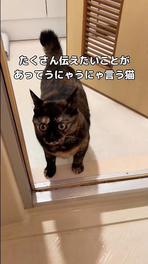 My beloved cat has a lot to say to his owner, but he can't get it across and just keeps moping ar...