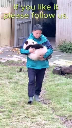 If you like pandas, please click on the button “Follow”.#tiktok #fyp #panda #animal #cute