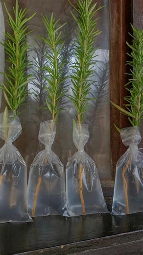 Faire pousser du romarin en pot sur le balcon ou sous le porche ! | Ma passion du jardinage et du bricolage