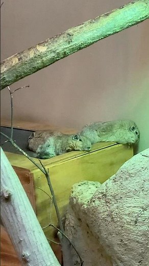くつろぐ砂漠の妖精グンディ 埼玉県動物自然公園 Relaxing Common Gundi