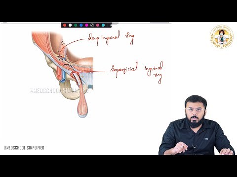 67. Anatomy of Spermatic Cord 🎯 | Contents, Coverings & Clinical Relevance | NEET PG, USMLE, FMGE 💯