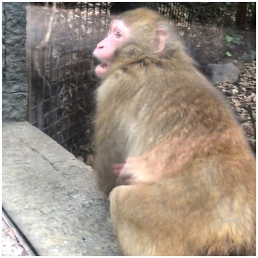 173K views · 2.3K reactions | This Monkey's reaction to magic tricks is priceless!  | Animal Lovers | Facebook