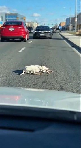 🐶he was Hit by a car… but he Survived 💔😭