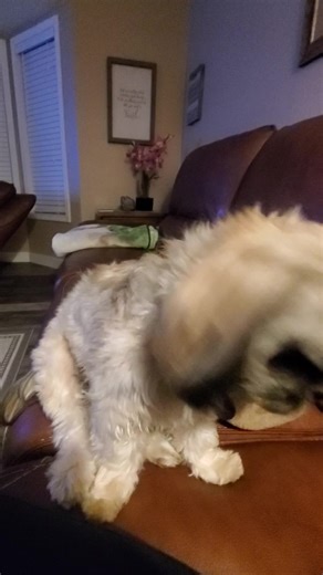 #dogsoftiktok #shihtzu