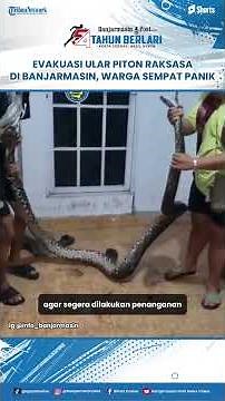 The sighting of a giant python in Banjarmasin has shocked residents.