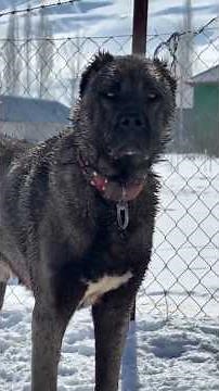 The most dangerous dog breeds in existence 😱 #dogs #funfacts #animals