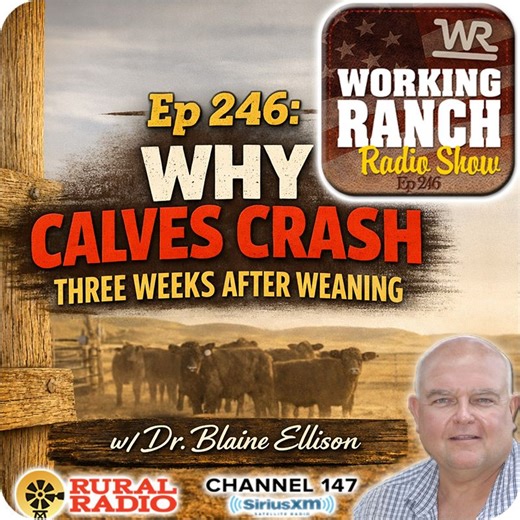 Ep 246: Why Calves Crash Three Weeks After Weaning or a Stress Event w/ Dr. Blaine Ellison | Justin Mills