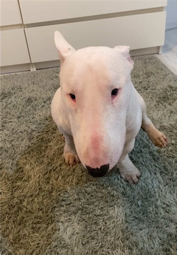 Boogeyman: Evoluția unui Meme Viral