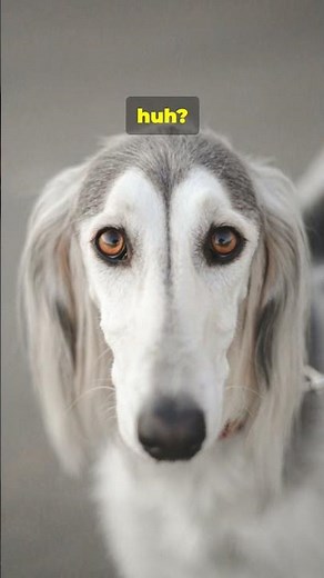 The Afghan Hound: Nature's Masterpiece in Motion! #animalhistory #petdiscoveries#animals #pets