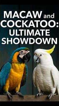 "Macaws & Cockatoos: Kings of the Parrot World!" #macaw #cockatoo #parrots #amazingbirdsintheworld