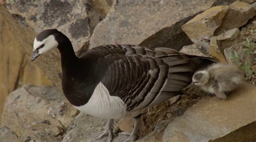 “The resilience is extraordinary.” A gosling chick must plunge 400 feet down a rocky cliff – just hours after being born | Discover Wildlife