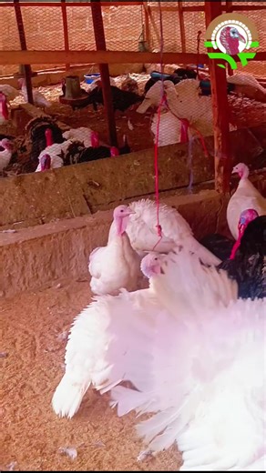 If you are a turkey farmer, you need to read this. The importance of a conducive environment for laying turkeys cannot be overemphasize A conducive environment matters, clean litter, proper ventilation, enough space, calm surroundings, and constant clean water. Comfort drives productivity so fix your environment today. Ibukunoluwa Farms🐓🦃 #ibkfarms🐔🦃 #farmer_ibukunoluwa #ibkfarms #TurkeyFarming