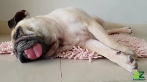 These lazy-looking animals nap with a purpose