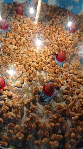 #islamicreminder #আবু_ত্বহা_মুহাম্মদ_আদনান #হুজুরের_ওয়াজ #viral #foryou #video