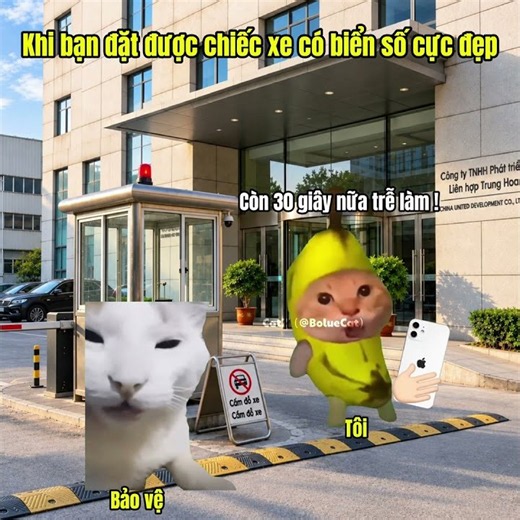 When you get a car with a 66666 license plate #cat #meme