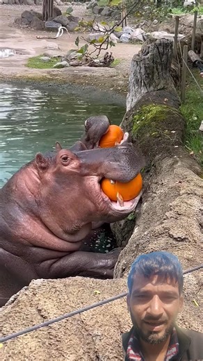 Cute Hippo Eating Watermelon 🍉🦛 | Funny Animal Short #shorts
