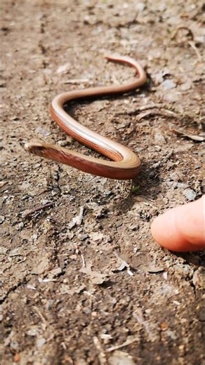 #snake #schlange #python #Blindschleiche #animal #tiere