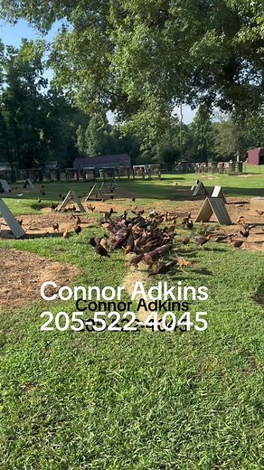 Join Us for the Annual Slick Lizard Farm Cookout 2023