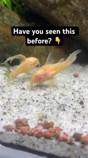 Are My Corydoras Breeding? 🐟👀 #shorts