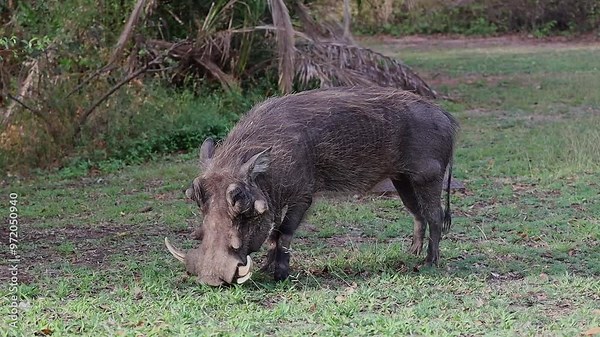 Common warthog with large tusks grazing on grass, Kruger National Park