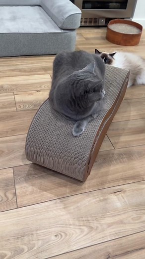 Overall thoughts on this cat scratcher: super functional, fun and looks nicer than the typical scratcher and most importantly, cats seem to enjoy it! #catsoftiktok #catscratcher #cats #ilovecats