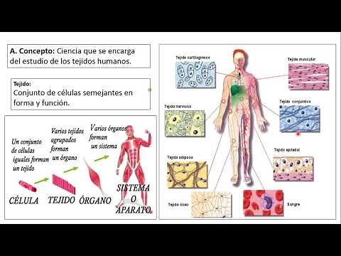 Histología humana 1 : Tejido epitelial y conectivo