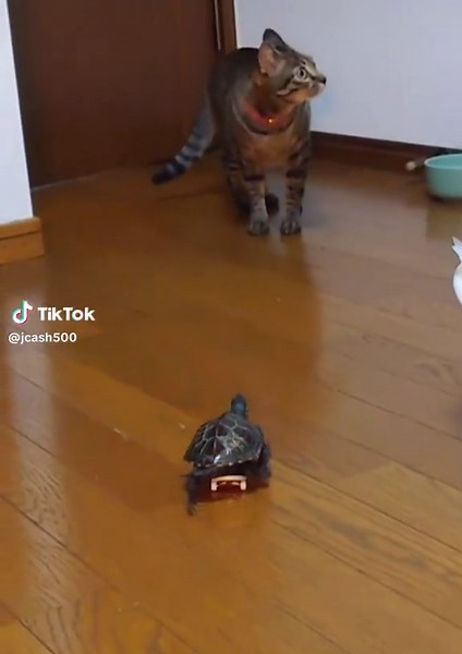 Turtle on Skateboard Chasing Cat: Hilarious Video