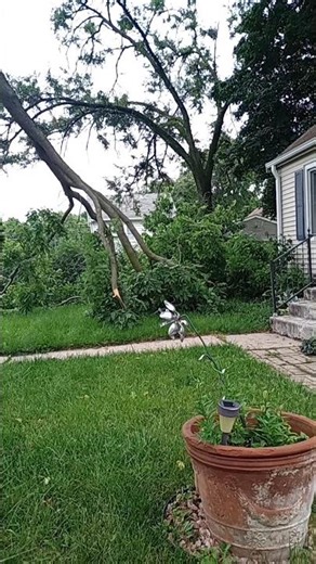 Another tree branch has fallen