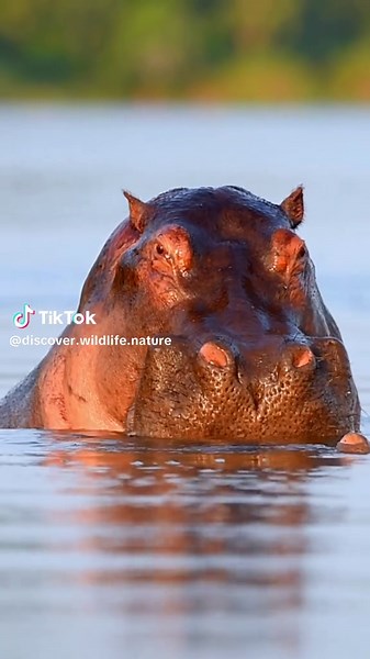 Majestic Hippo: The Breath of a River Giant