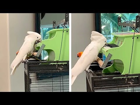 Talented Cockatoo Plays Piano