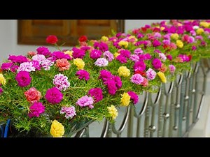 How To Grow Portulaca (Mossrose) On A Beautiful Railing, Creative Balcony Garden Ideas