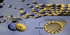 Microtubules Video