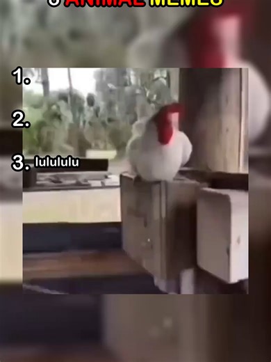 Hilarious Animal Memes Compilation - Part 4