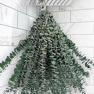 25PCS Real Dried Eucalyptus Stems for Shower Hanging, 17'' Large Preserved Eucalyptu Plants Shower Stuff for Room Decor, Fresh Eucalyptus Leaves, Fragrance, Bathroom Vase Decor